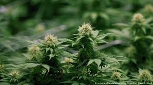 Will Germany Become The World S Largest Market For Medicinal Cannabis Business Economy And Finance News From A German Perspective Dw 30 03 2019