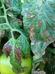 Image result for tomato seedling early blight