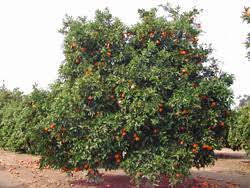 The trovita orange is a widely adaptable thin skinned orange, which develops excellent flavor it produces prolifically and can be eaten directly from the tree or juiced. Day 27 We Planted A Trovita Orange Tree The Tribal Future