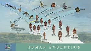 Ken Hokes Human Evolution Timeline Human Evolution Tree