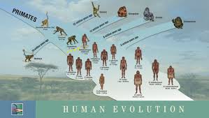 Ken Hokes Human Evolution Timeline Human Evolution Tree