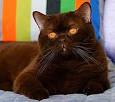 Cat breeders - Chocolate Lilac Cats