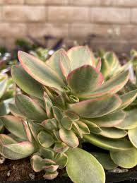 Image result for Crassula alsinoides