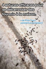 Jardin des fourmis, perpignan (perpignan, france). 4 Astuces Efficaces Pour Se Debarrasser Des Fourmis A La Maison