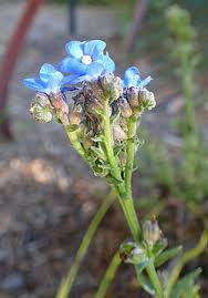 Image result for Anchusa capensis