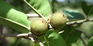 Image result for Diospyros mespiliformis