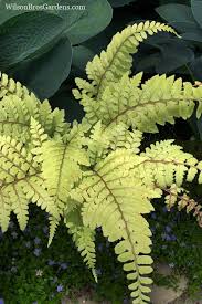 Image result for Limeum fenestratum