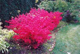 Compact Winged Burning Bush Euonymus Alatus Compactus At Stein S Garden Home Burning Bush Euonymus Alatus Compactus Plants