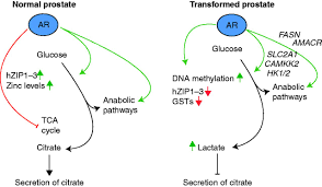 Taking zinc does not seem to reduce the risk of high blood pressure in pregnancy. Androgen Regulated Metabolism And Biosynthesis In Prostate Cancer In Endocrine Related Cancer Volume 21 Issue 4 2014