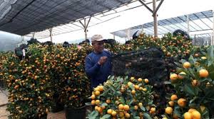 Selain itu, jeruk kunci juga dikenal dengan nama jeruk cina atau limau calong. Berburu Pohon Jeruk Imlek Si Buah Keberuntungan
