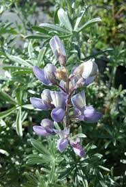 Image result for Lupinus mexicanus