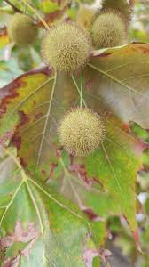 Image result for Platanaceae