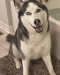 ReplayPolo 501C3 Organization