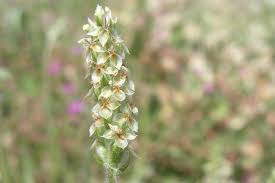 Image result for Plantago