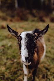We did not find results for: Hd Wallpaper A Cute Brown Goat On Pasture Animal Grazing Pasturage She Goat Wallpaper Flare