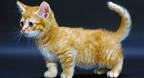 Munchkin & Midget Cat Breed Facts | petMD | PetMD