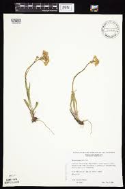 Image result for Senecio gramineticola