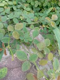 Image result for Desmodium scorpiurus