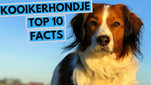 The kooikerhondje may have a funny name (and good luck pronouncing it), but this breed is the kooikerhondje's origins date to the 1500s, from which old family portraits depict a small hunting dog. Kooikerhondje Top 10 Interesting Facts Youtube