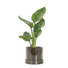Check spelling or type a new query. Bird Of Paradise Plant Strelitzia Reginae Green Lifestyle Store