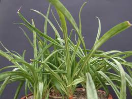 Image result for Sansevieria dooneri