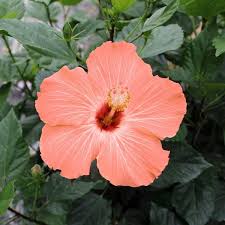 Image result for Hibiscus