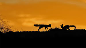 Maybe you would like to learn more about one of these? Bing Image Dog Days Of Summer Bing Wallpaper Gallery