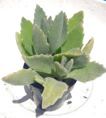 Kalanchoe Behartii Or Baharensis Or Roseleaf Or Felt Bush Velvety Silver Green Scalloped Foliage With Brown Tips Upright Grower To Succulents Plants Growers