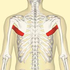 The intertransversarii muscles run between adjacent transverse processes and provide proprioceptive information on the level of lateral flexion or rotation present in the spine. Teres Major Muscle Wikipedia