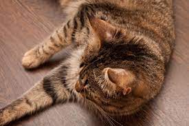 How do cats become infected? Ringworm In Cats Great Pet Care