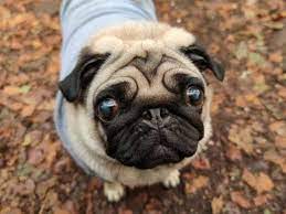 Pug Lifespan How Long Can A Pug Live Thegoodypet