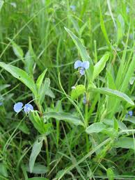 Image result for Commelina diffusa