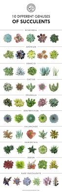 10 Verschiedene Sukkulentengattungen Succulents Echeveria Sedum Cactus Kalanc Cactus Echeveria Kalanc Sedum Succulents Sukk Sukkulenten Pflanzen