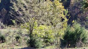 Ida Ruth Bailey 970 Loop Rd Washburn Tn pond