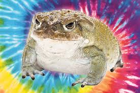 Unlike native southern toads, cane toads do not have ridges or crests on top of the head. The Hottest New Psychedelic Drug Is Illegal Toad Venom