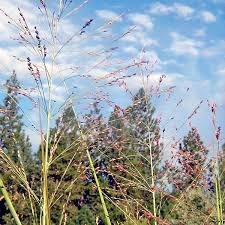 Image result for Panicum deustum
