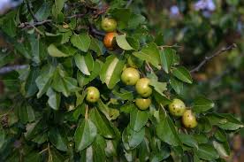 Image result for Ziziphus abyssinica