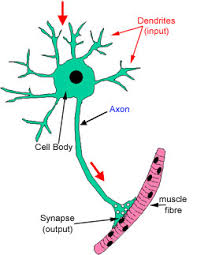 The motor neurons which terminate in muscles carry nerve currents from the motor centres to the muscles. Nerves The Histology Guide