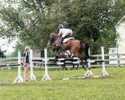 Image result for Disa equestris