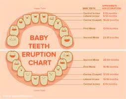 Childrens Tooth Growth Chart Inspirelle