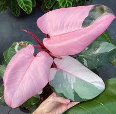 Olivra Homedecor On Instagram Amazing Looking Pink Plant Leaves Tag A Friend That Needs To See This One In 2020 Plants Plant Care Houseplant Plant Leaves