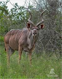 Kudu Bull Animals Animals Wild Wildlife