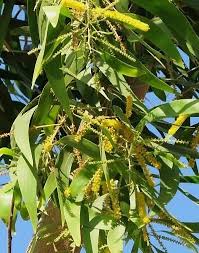 Image result for Acacia goetzei