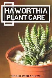 Zebra Plant Succulent Care 4 Cactus Cactus Art Cactus Garden Cactus Indoor Cactus Plants Care Girl Plant Shovel In 2020 Succulent Care Zebra Plant Succulents