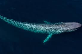 Makhluk laut terbesar di dunia. Inilah Hewan Terbesar Di Dunia Beratnya Capai 181 Ton Halaman All Kompas Com