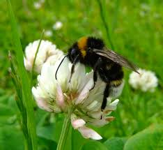 Image result for Bombus vestalis