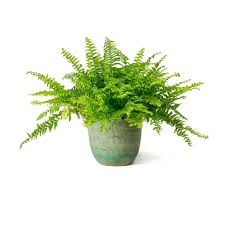 Well, that depends on their environment. Nephrolepis Exaltata Bostoniensis Boston Fern Boston Fern Plant Pot Decoration Small Potted Plants