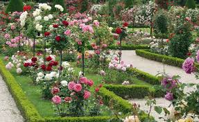 Rosen Kaufen Die Wichtigsten Tipps Garten Pflanzen Ziergarten