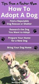 How To Adopt A Rescue Dog Your Step By Step Guide Dog Adoption Foster Dog Mom Dog Training Classes