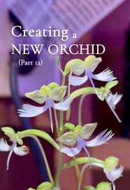 Image result for Habenaria arianae